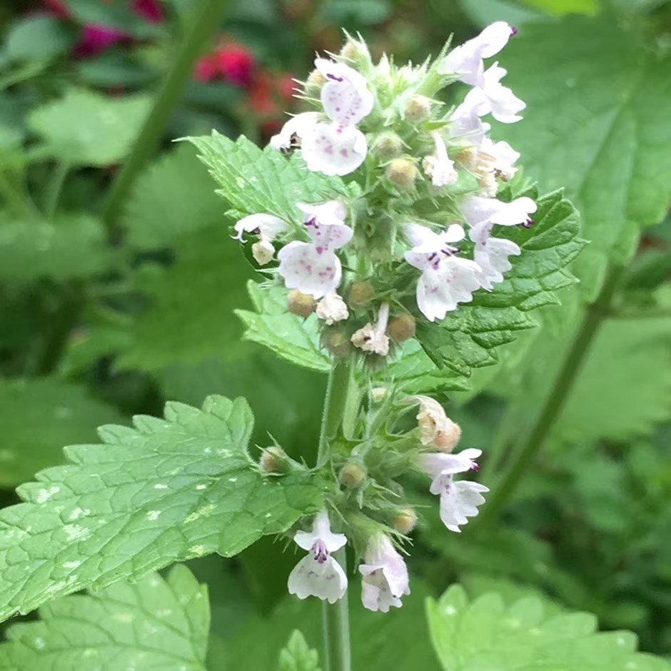 Catmint | Nepeta Cataria 
