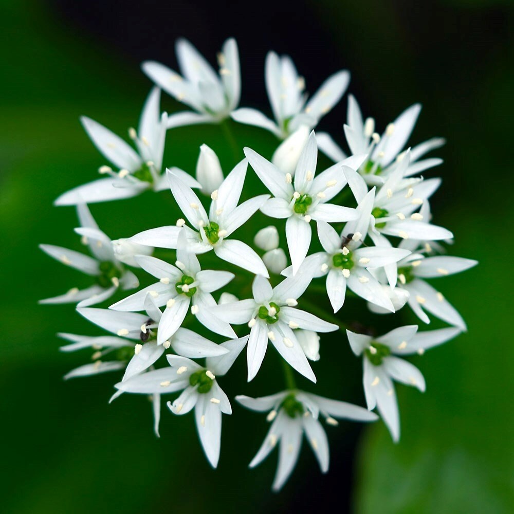 Allium Ursinum | Wild Garlic