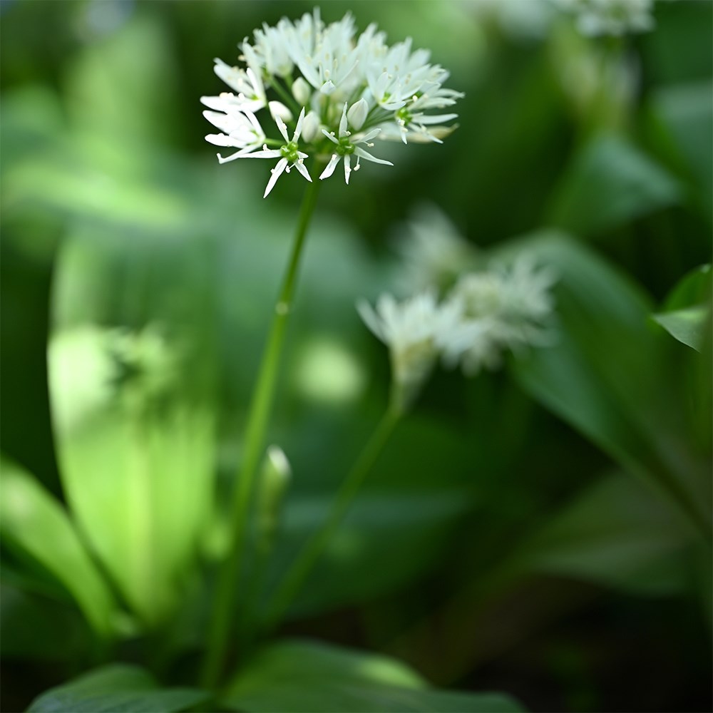 Wild Garlic | Allium Ursinum