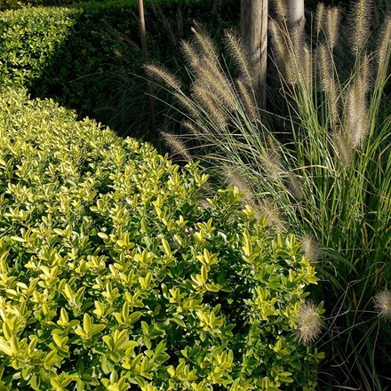 Ilex crenata