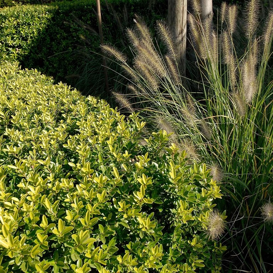 Ilex Crenata | Box-leaved Holly