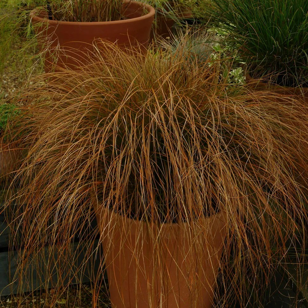 Carex Testacea Prairie Fire | Sedge