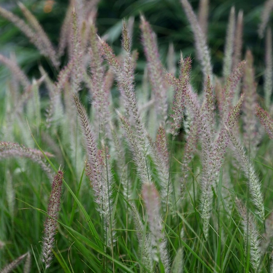 Pennisetum Fairy Tails | Fountain Grass