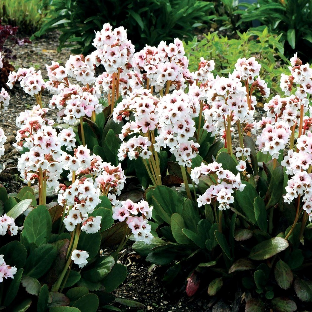 Bergenia Angel Kiss | Elephants Ears