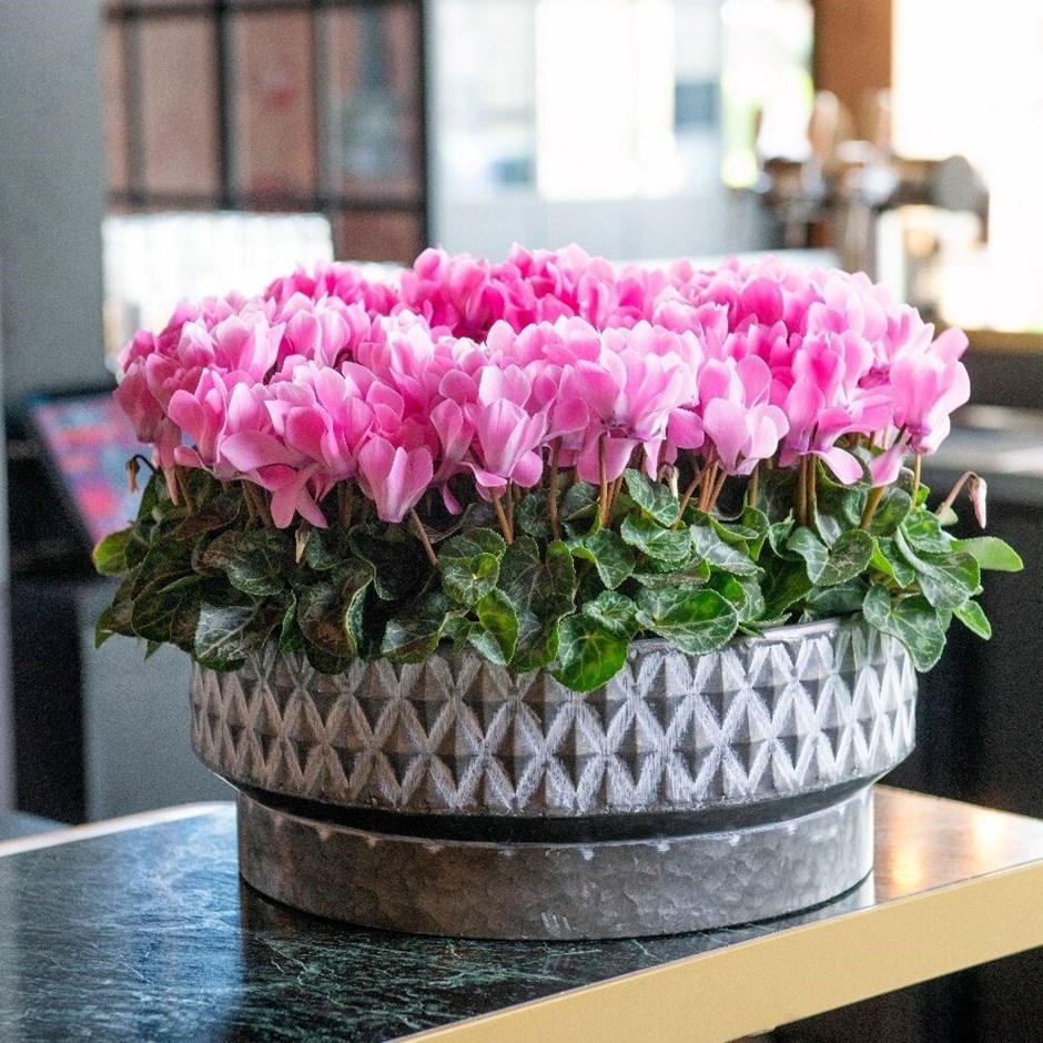 Cyclamen Verano Neon Pink