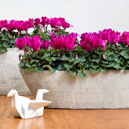 Cyclamen persicum Verano Dark Violet