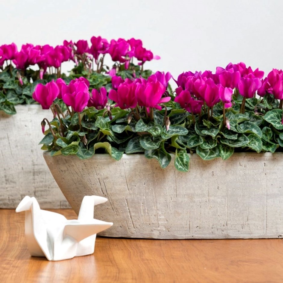 Cyclamen Verano Dark Violet