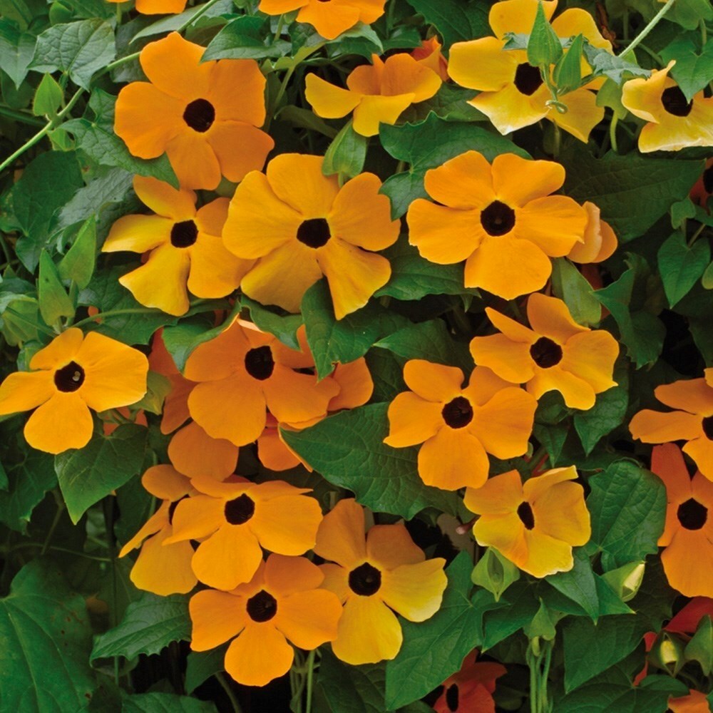 Thunbergia Alata Susie Orange with Black Eye | Black-eyed Susan