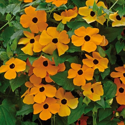 Thunbergia alata 'Susie Orange with Black Eye' (Susie Series) | Black-eyed Susan | approx 30 seeds