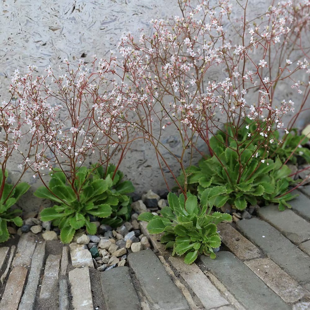 Saxifraga × Urbium | London Pride