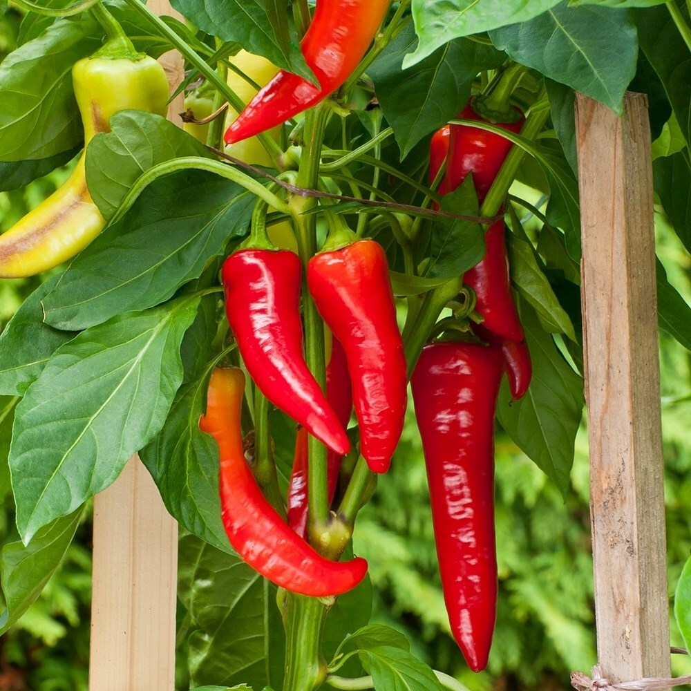 Chilli Pepper Cayenne | Hot Chili
