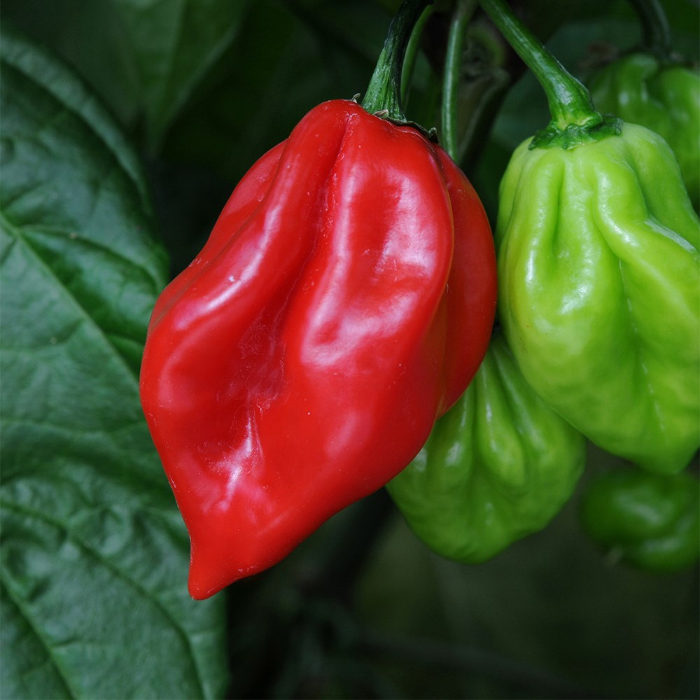 Chilli Scotch Bonnet | Very Hot Chilli
