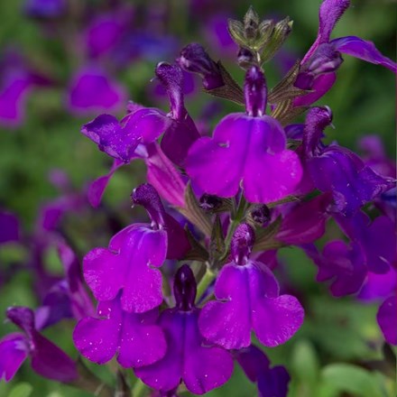 Salvia greggii Mirage Deep Purple ('Balmirdepur') (PBR) (Mirage Series)