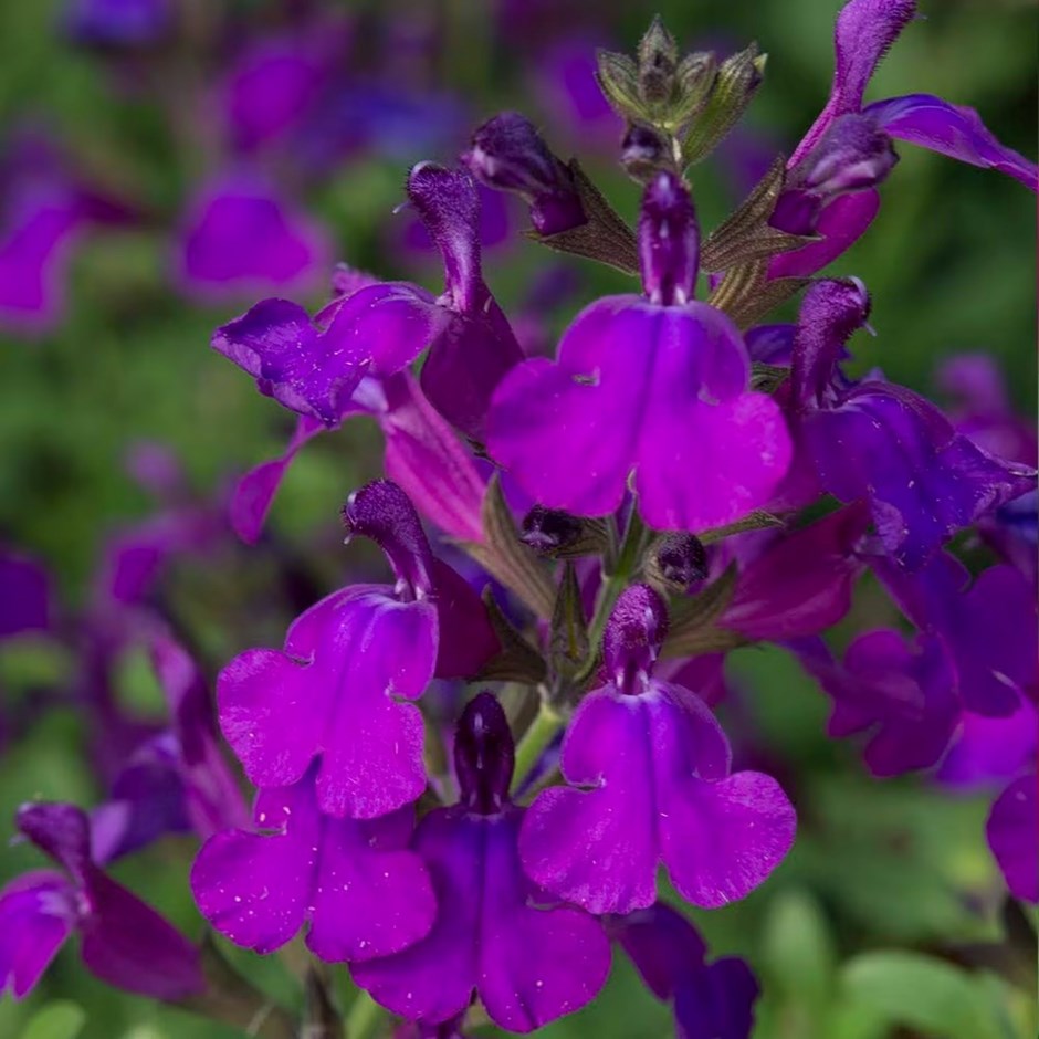 salvia