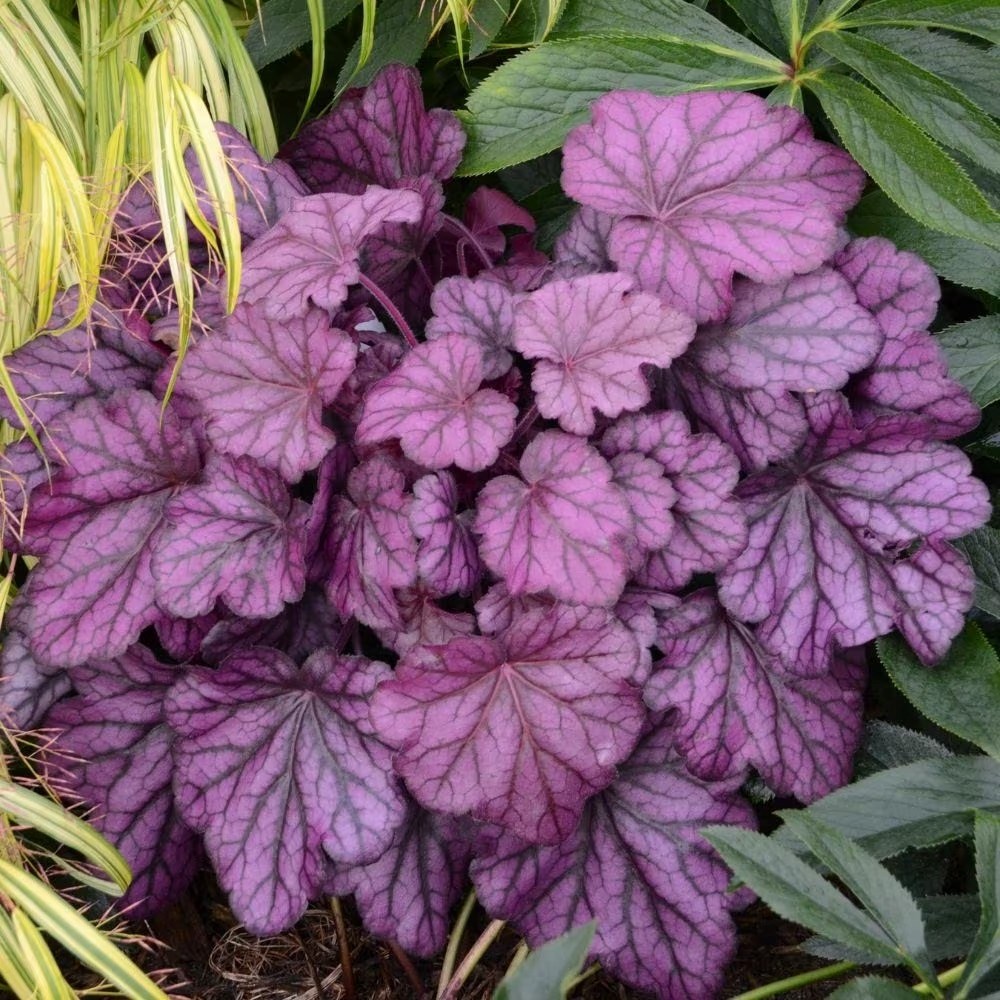 Heuchera Wild Rose | Coral Bells