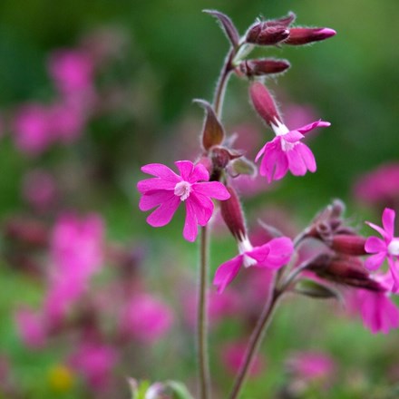 Silene dioica | Red Campion