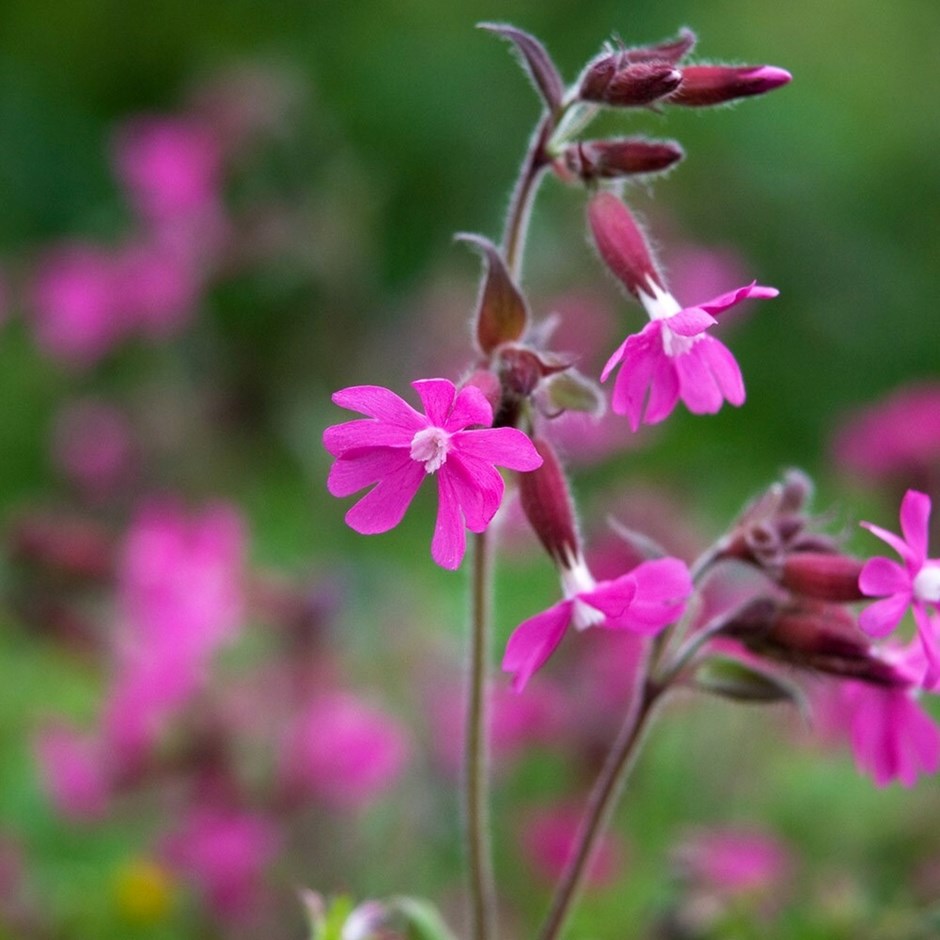 Silene dioica | Red Campion