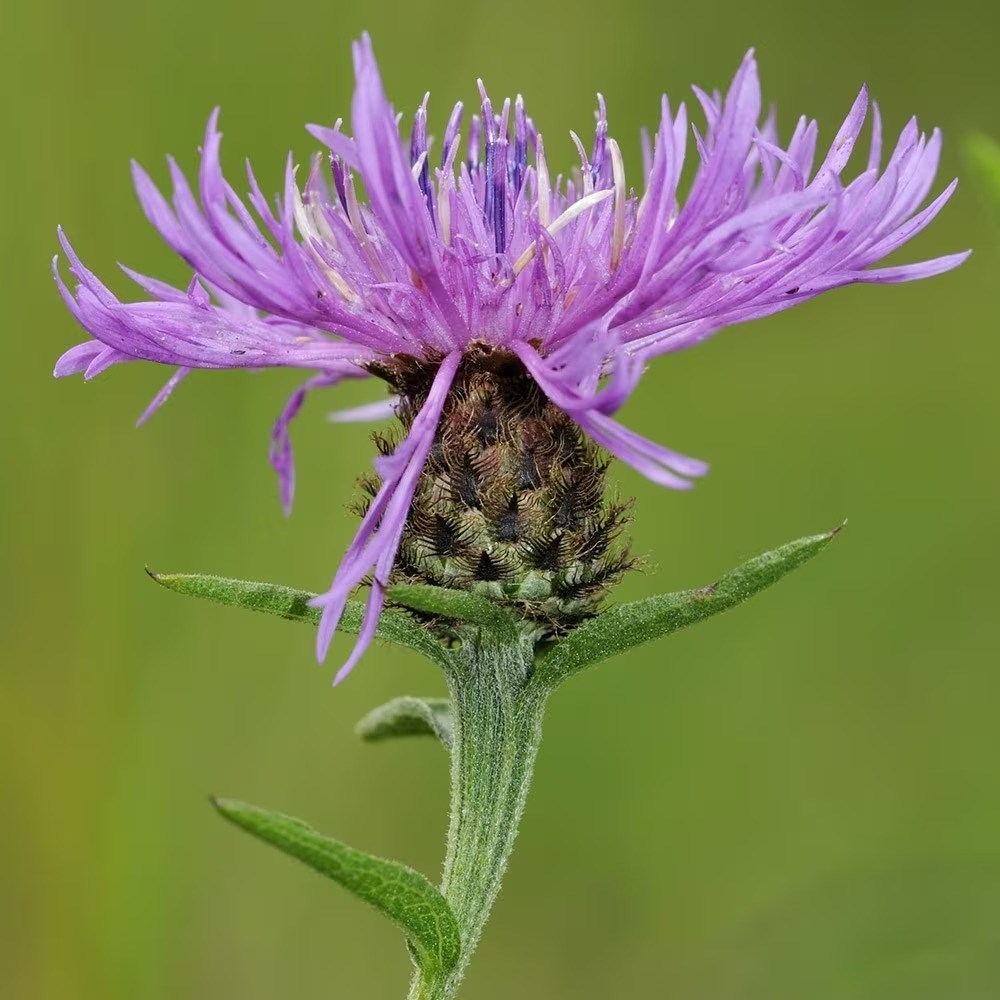 Centaurea Nigra | Common Knapweed