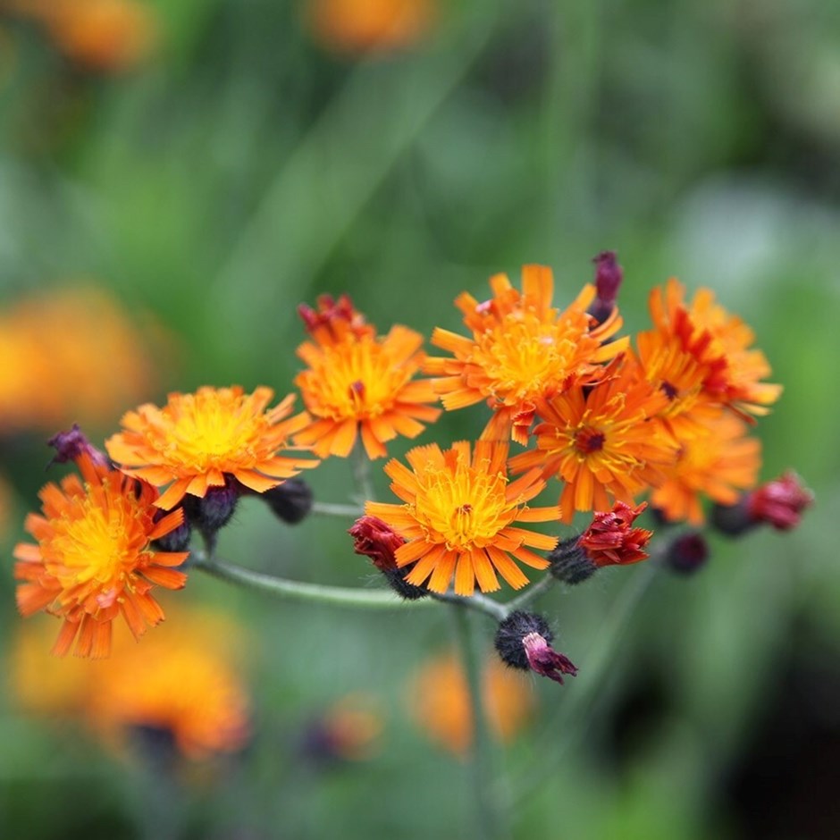 Pilosella aurantiaca | Fox and Cubs