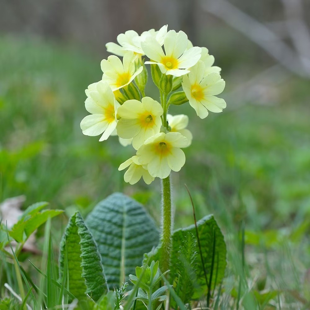 Primula Elatior | Oxslip