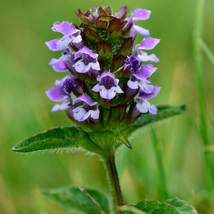 Prunella vulgaris | Self-heal