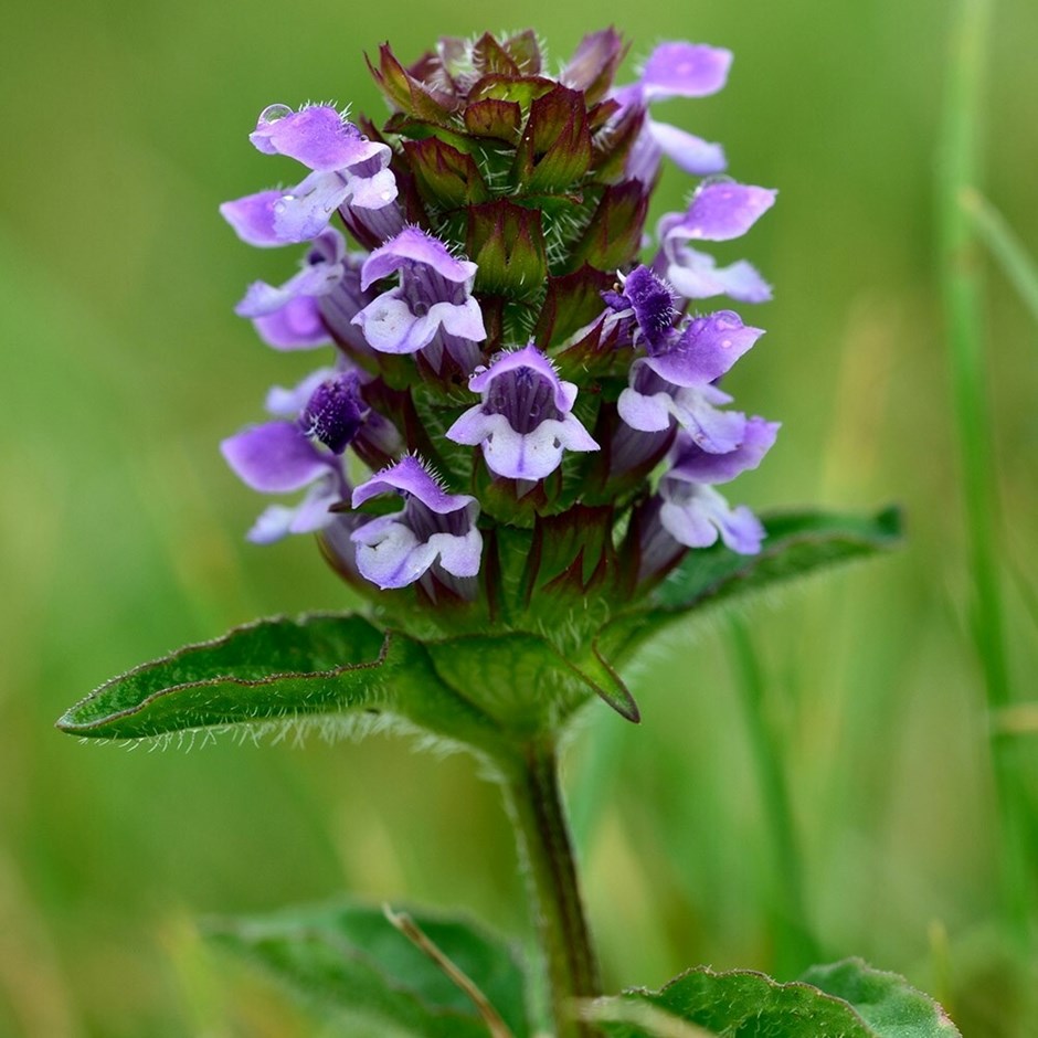 Prunella vulgaris | Self-heal