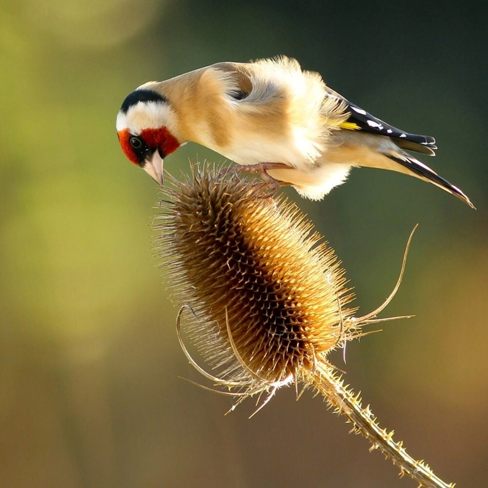 Dipsacus Fullonum | Teasel