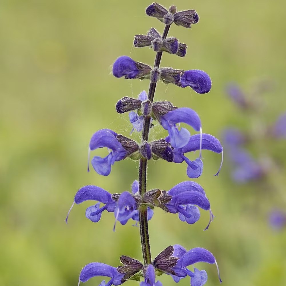 Salvia Pratensis | Meadow Clary
