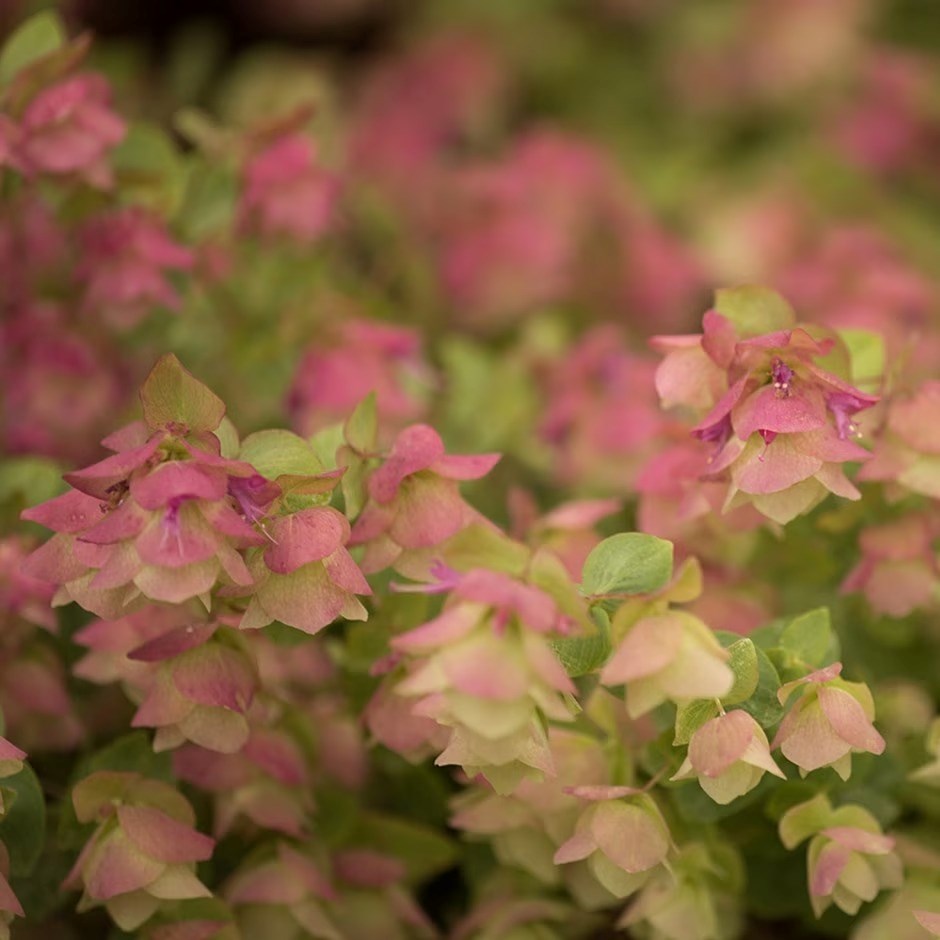 Origanum Kent Beauty | Oregano