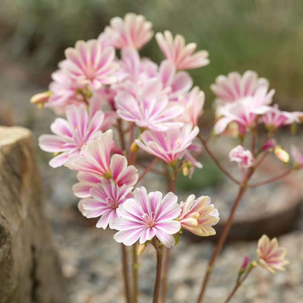 Lewisia cotyledon | Lewisia