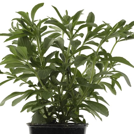 Stevia | Sweetleaf or Sugarleaf (syn. Stevia rebaudiana) | approx 7 seeds