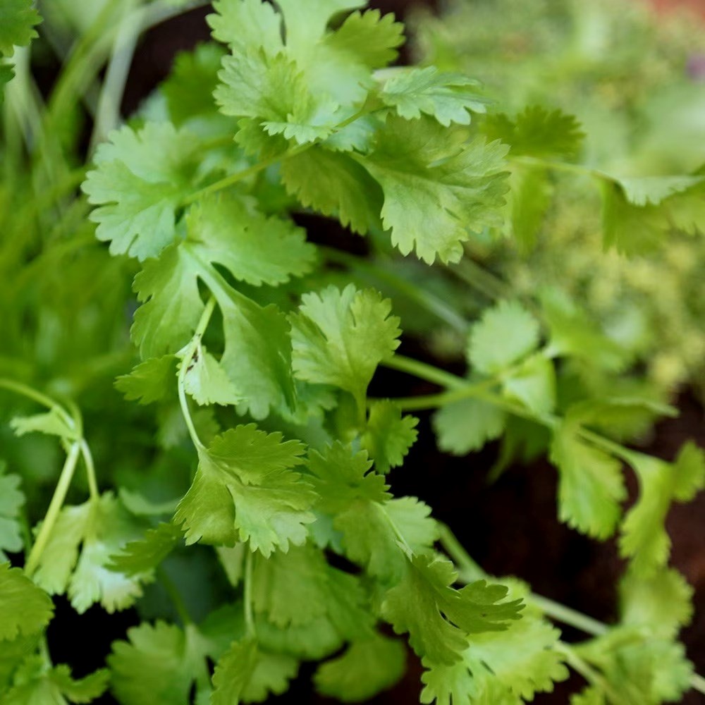 Coriandrum Sativum | Coriander