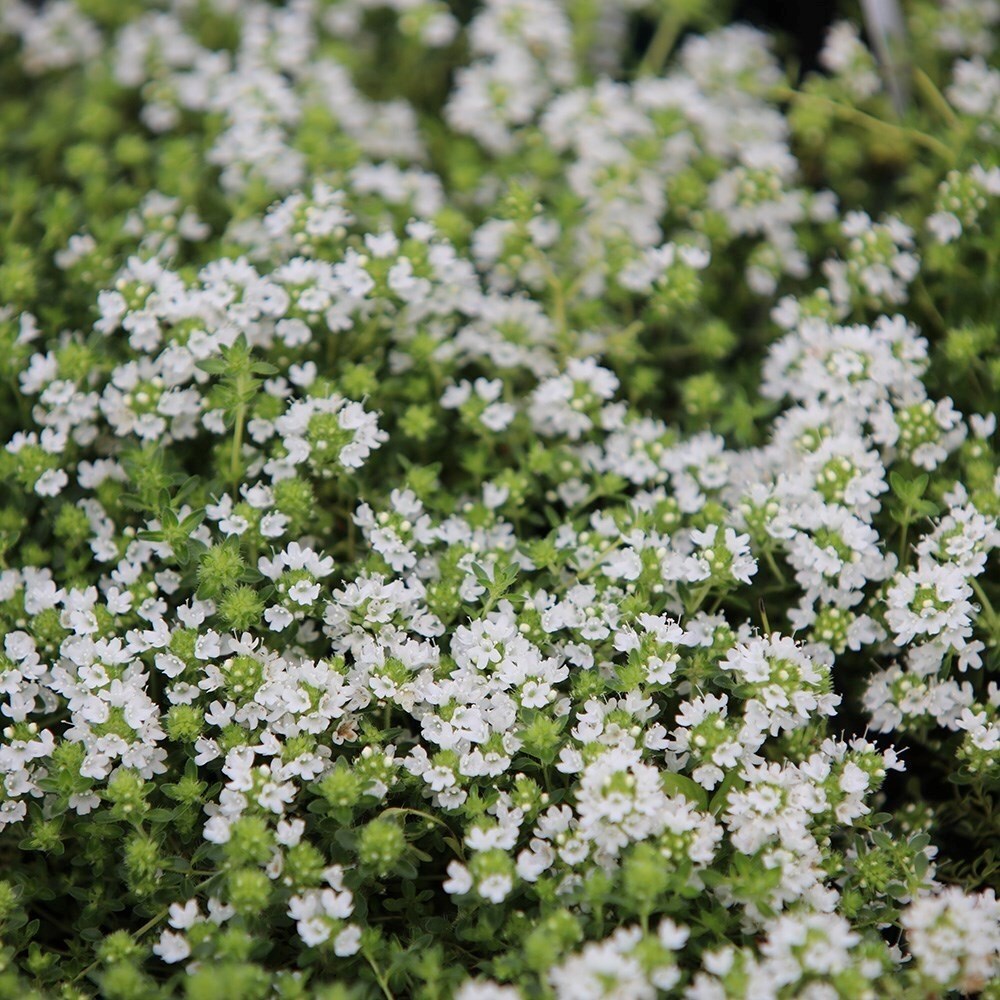 Thyme Serpyllum Snowdrift | Creeping Thyme Or Thymus Serpyllum