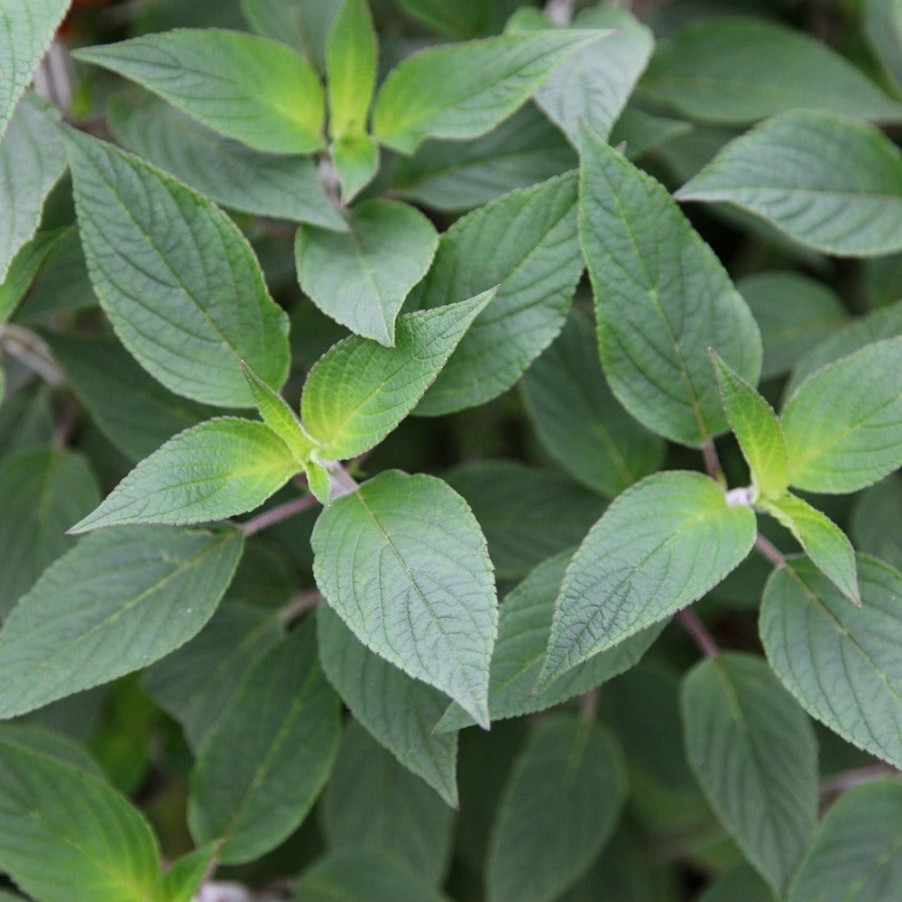 Salvia Elegans | Pineapple Sage