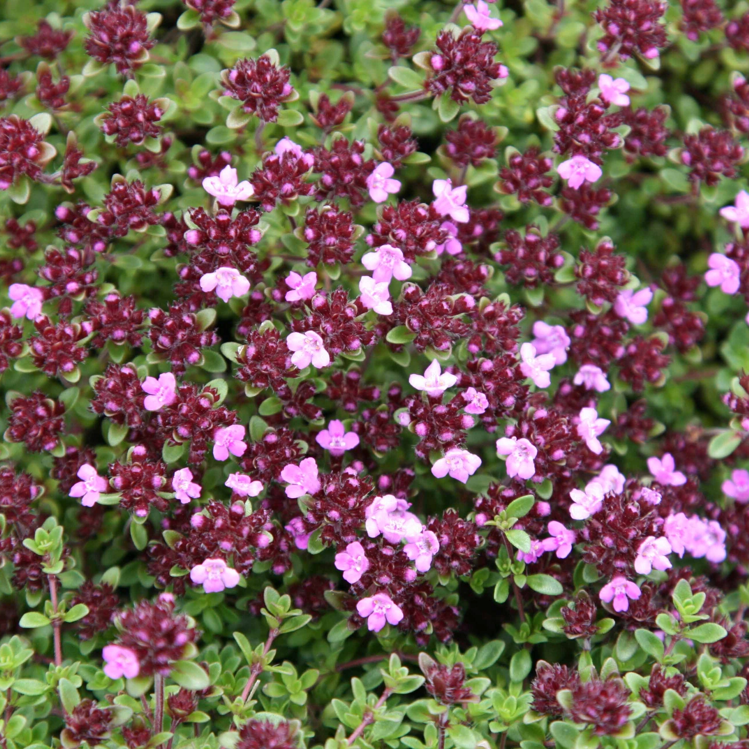 Thyme Coccineus Group | Thymus