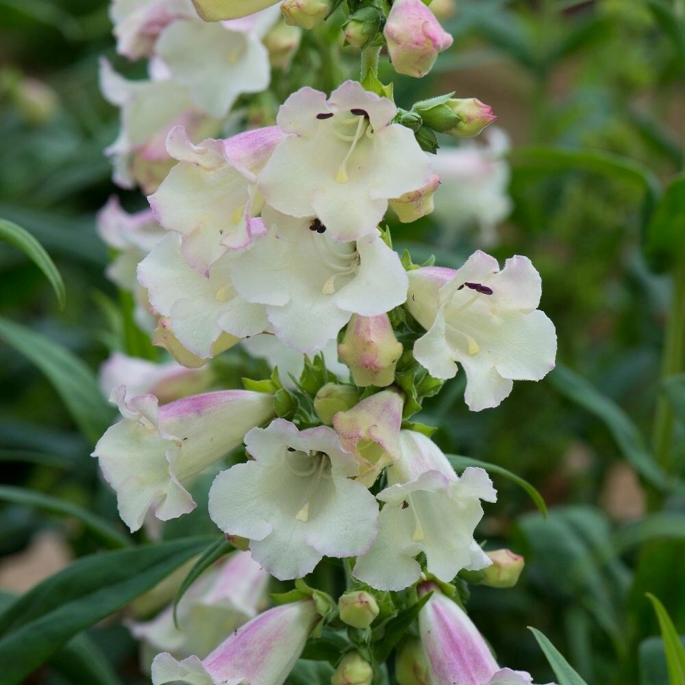 Penstemon Arabesque Appleblossom | Beard Tongue