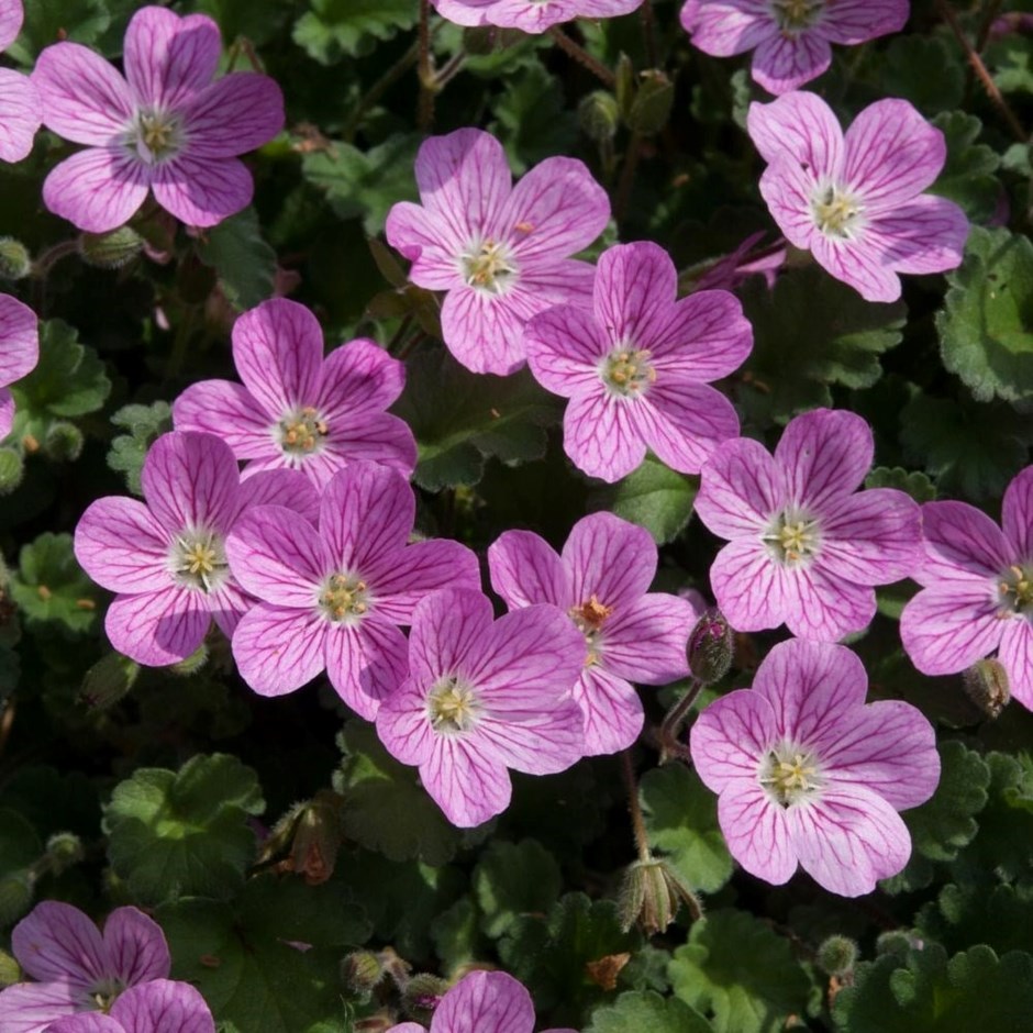 Erodium × Variabile William Bishop | Storksbill