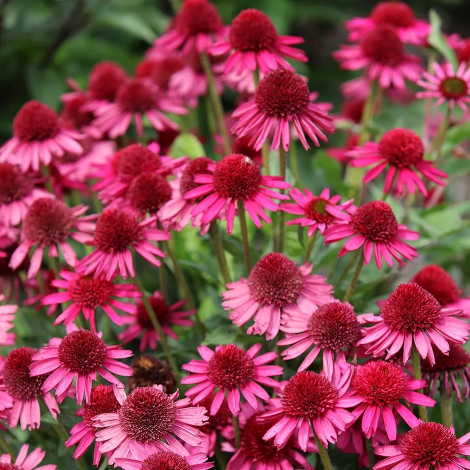 Echinacea Delicious Candy | Coneflower