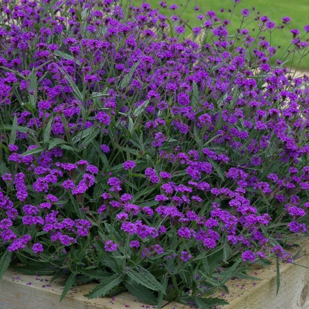 Verbena Rigida Santos