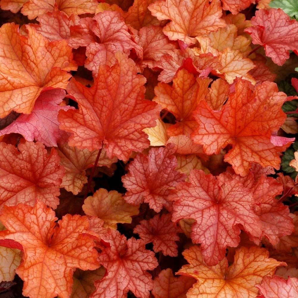 Heuchera Paprika | Coral Bells