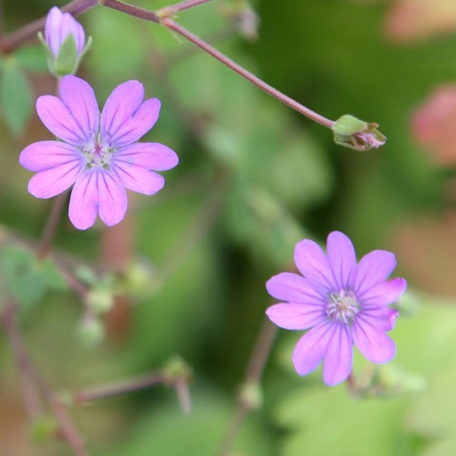 Geranium Pyrenaicum Bill Wallis | Pyreneal Cranesbill