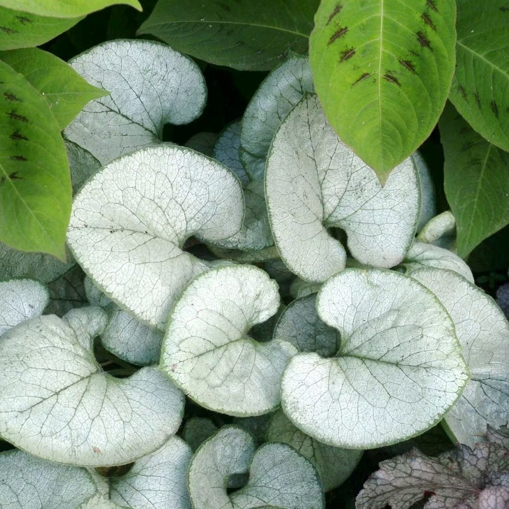 Brunnera Macrophylla Looking Glass | Siberian Bugloss