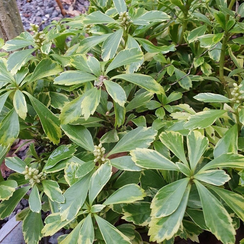 Pachysandra Terminalis Variegata | Japanese Spurge