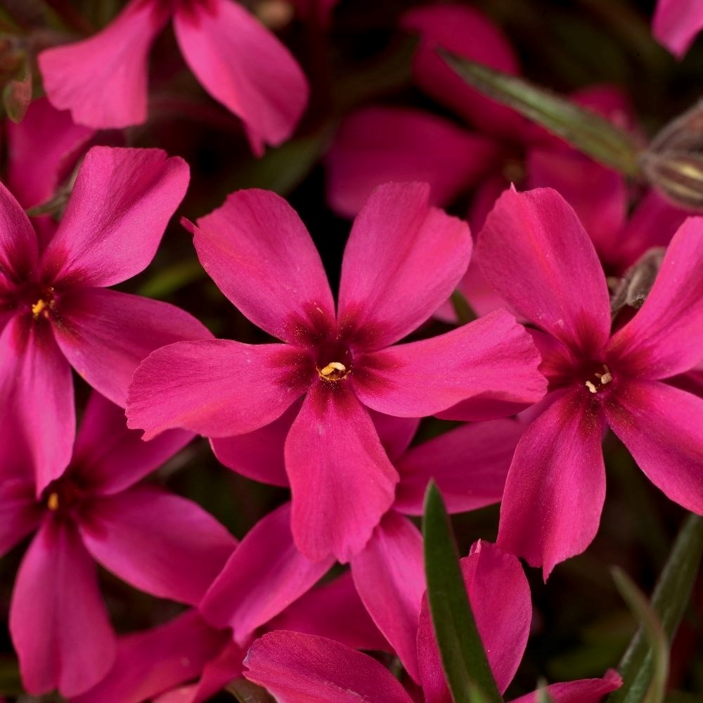 Phlox Subulata Scarlet Flame | Moss Phlox