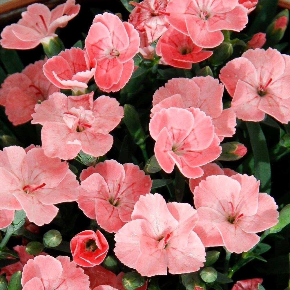 Dianthus Peach Party | Garden Pinks