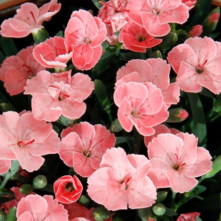 Dianthus Peach Party ('Kledg18305')