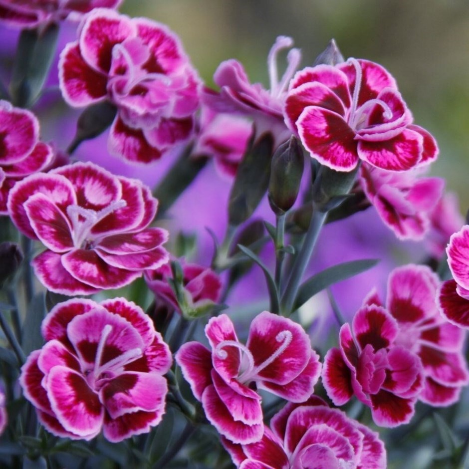 Dianthus Diantica Purple Wedding | Garden Pink