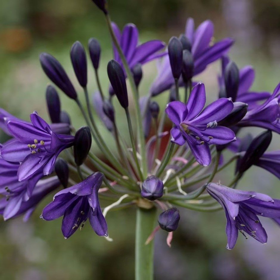 Agapanthus Royal Velvet | African Lily