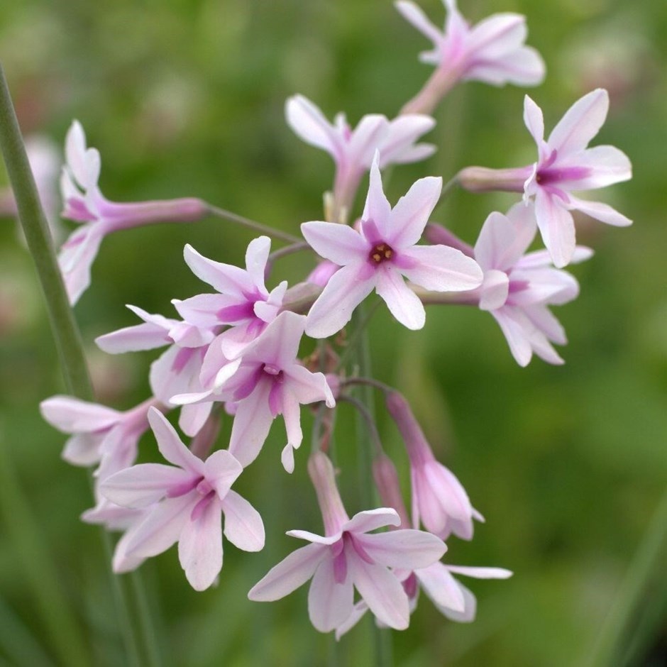 Tulbaghia Purple Eye | Society Garlic