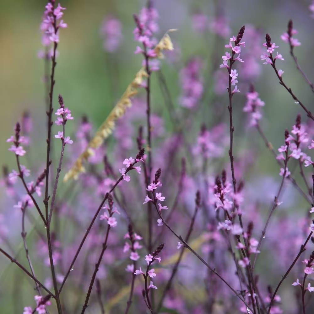 Verbena Officinalis Var. Grandiflora Bampton | Vervain